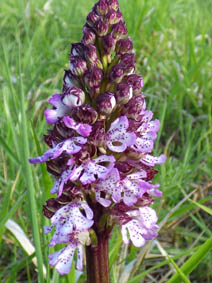 Orchis purpurea